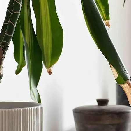 Le Charismatique * Ναντ