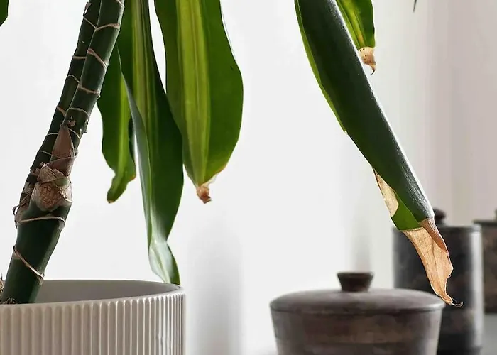 Le Charismatique * نانت